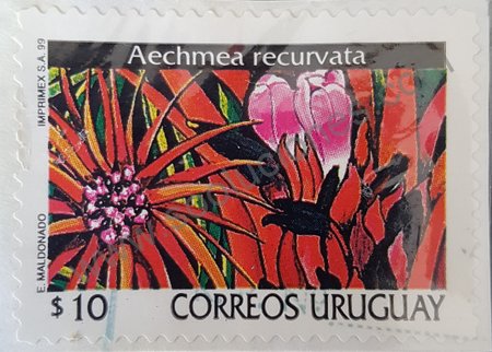 Uruguay 1999 estampilla Aechmea recurvata