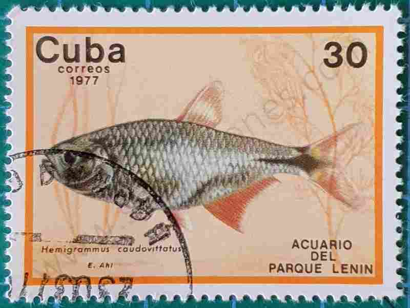 Pez tetra - Cuba 1977