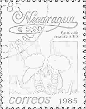 Flor de un día - Nicaragua 1986